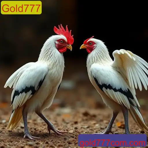 Rinha de galos